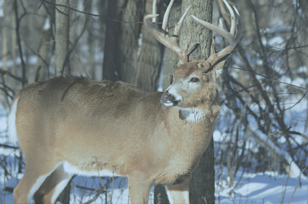 Whitetail Deer Buck