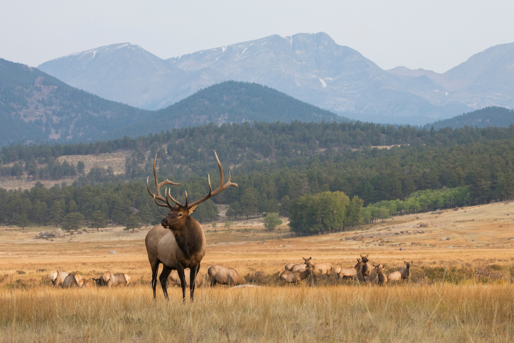 Elk Herd